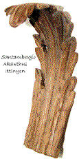 Akanthusblatt
